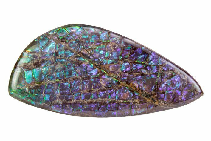 Flashy Ammolite (Fossil Ammonite Shell) - Brilliant Purples #378477